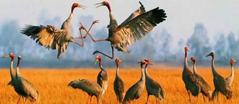 Biodiversit&eacute; au Vietnam