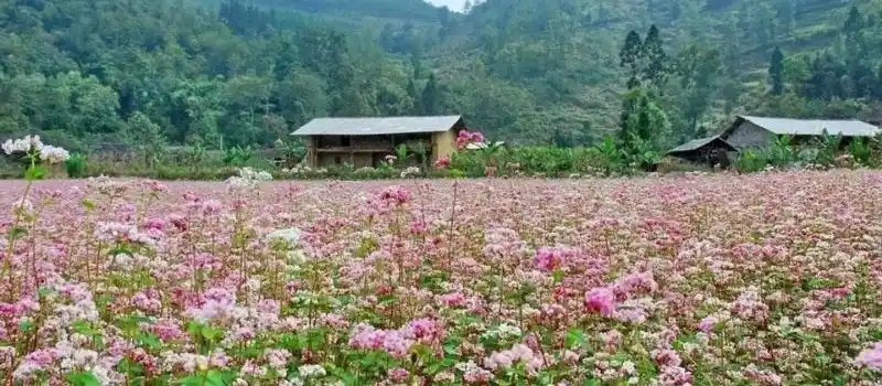Meilleurs incontournables &agrave; visiter de Hoang Su Phi