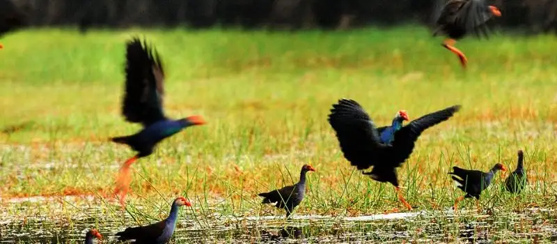&Eacute;cosyst&egrave;me menac&eacute; dans le delta du M&eacute;kong