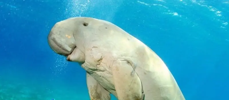 R&eacute;serve marine pr&eacute;serv&eacute;e de Phu Quoc