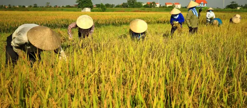 Festivals et r&eacute;coltes locales - Une immersion culturelle inoubliable