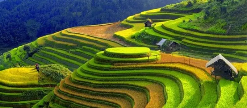 Les rizi&egrave;res en terrasses - Une merveille naturelle &agrave; Mu Cang Chai