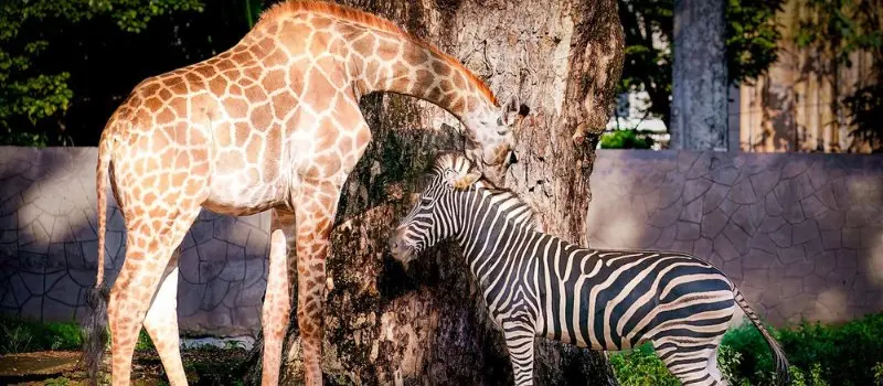 Jardin zoologique et botanique de Saigon