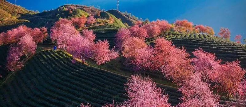 Voyage au Vietnam au printemps