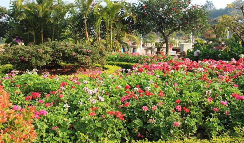 Jardin des fleurs de Da Lat
