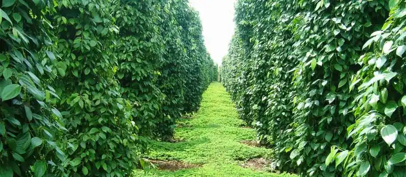 Jardin du poivre de Phu Quoc