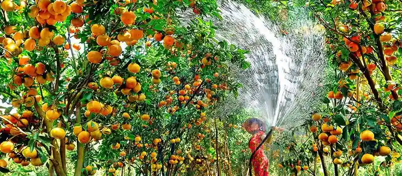 Jardin fruitier dans le delta du M&eacute;kong