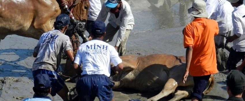la-course-de-boeufs-des-khmers