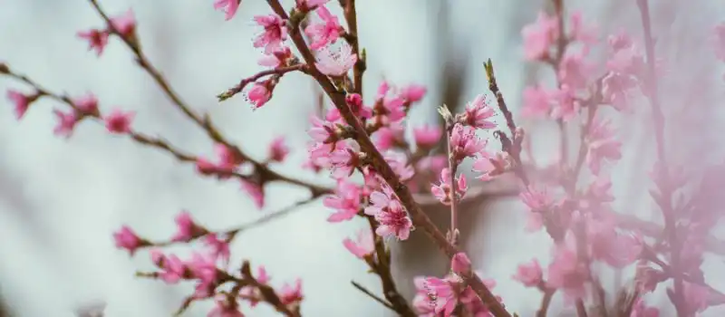 La fleur de p&ecirc;cher
