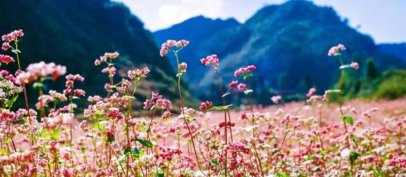 La meilleure p&eacute;riode pour voyage au Vietnam