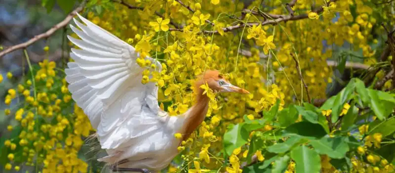 La pagode Hang abrite de nombreux oiseaux et chauves-souris