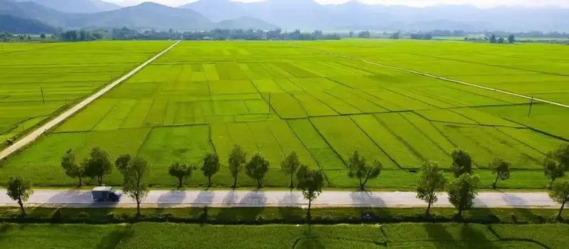 Le champ de Muong Thanh Dien Bien