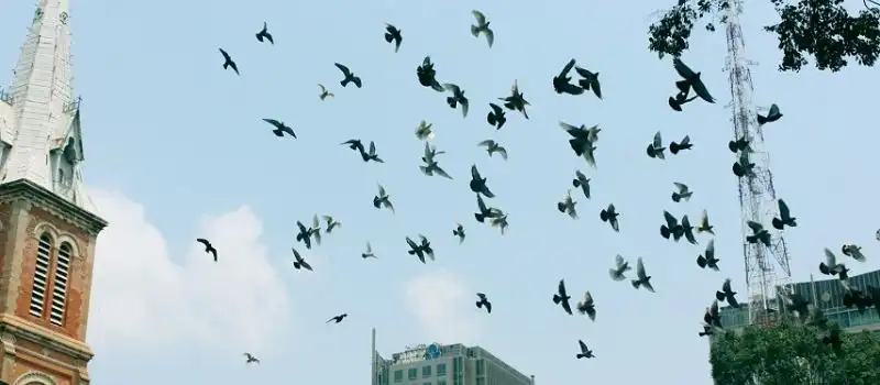 Le concours de l&acirc;cher de pigeons Vietnam