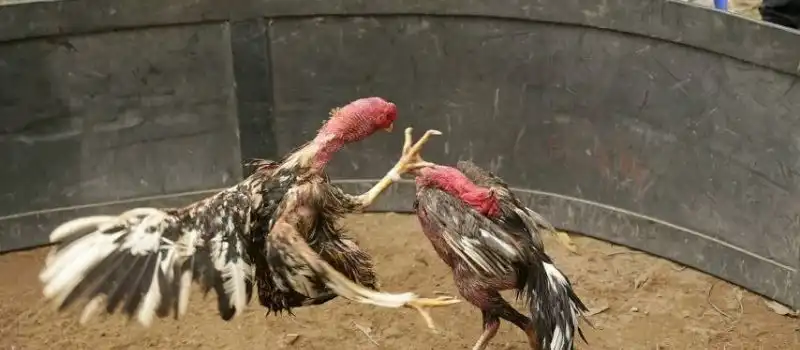 le-jeu-du-combat-de-coqs