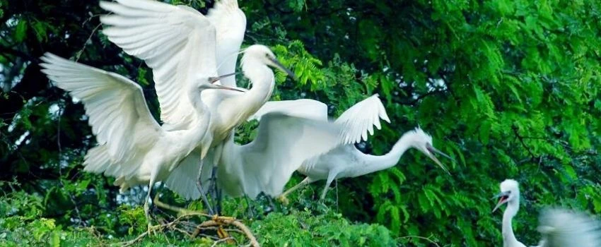 le-parc-aux-oiseaux-de-vam-ho-vietnam