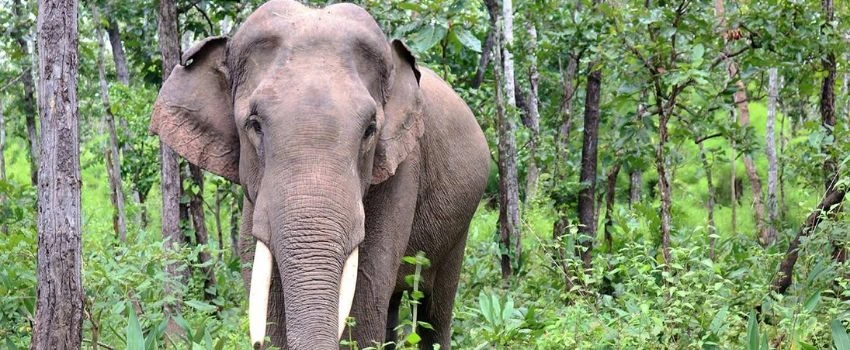 le-parc-national-de-yokdon-dak-lak