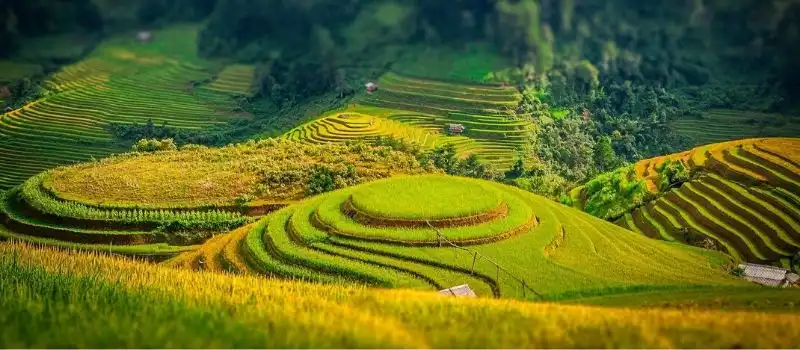 Les rizi&egrave;res en terrasse &agrave; Sapa