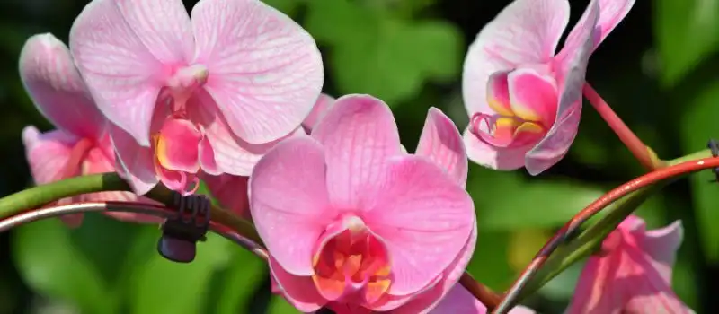 L'orchid&eacute;e au Vietnam