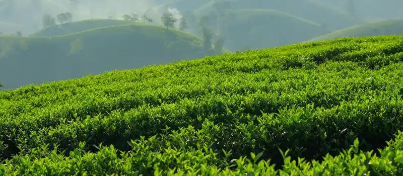 Magnifiques paysages naturels Moc Chau