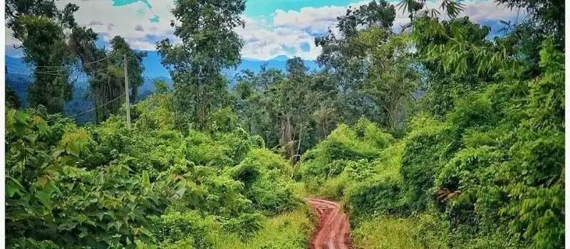 Montagnes de Cardamome