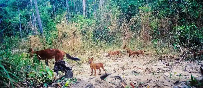 Montagnes de Cardamomes au Cambodge
