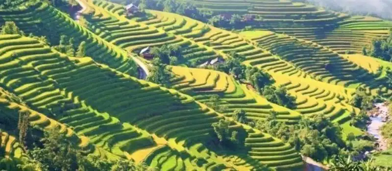 Mu Cang Chai Yen Bai