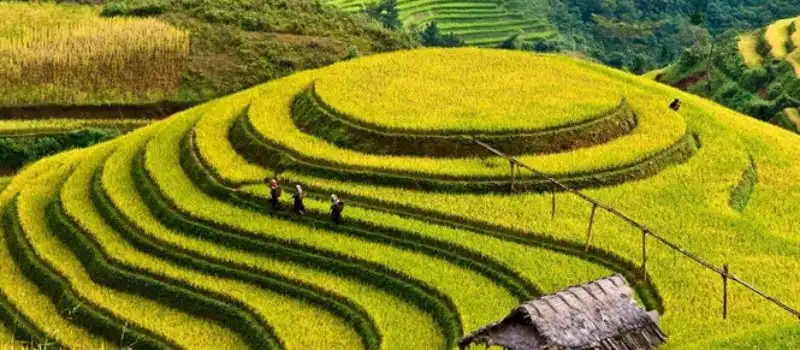 Mu Cang Chai