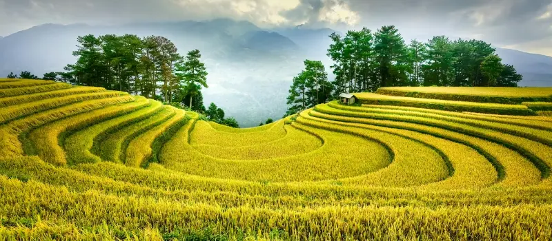 Mu Cang Chai