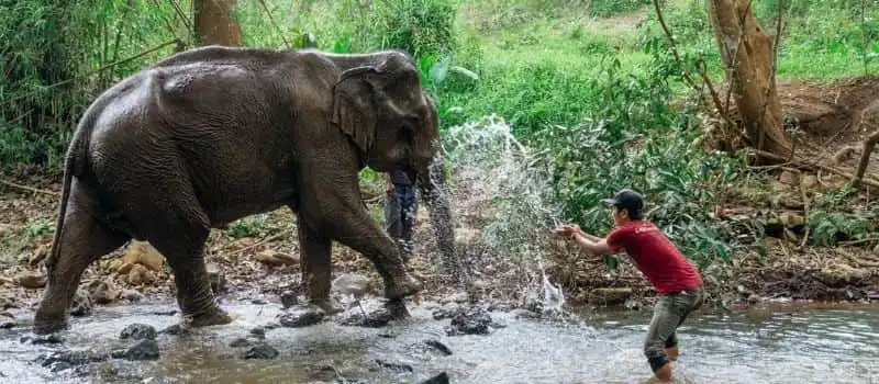 Nager avec les &eacute;l&eacute;phants &agrave; Mondulkiri