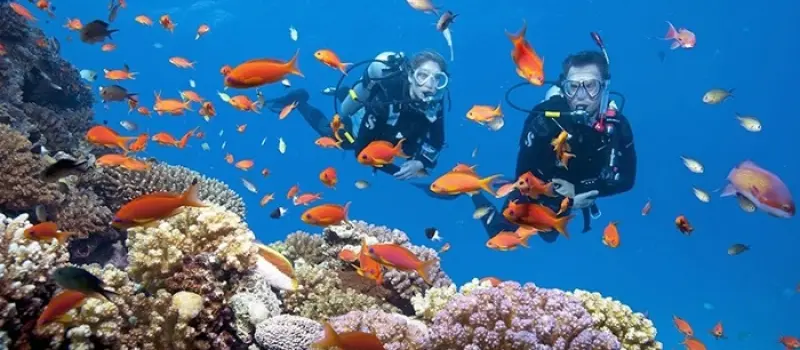 Observation des r&eacute;cifs coralliens et immersion sous-marine