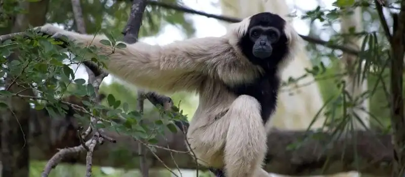 Parc national de Botum Sakor