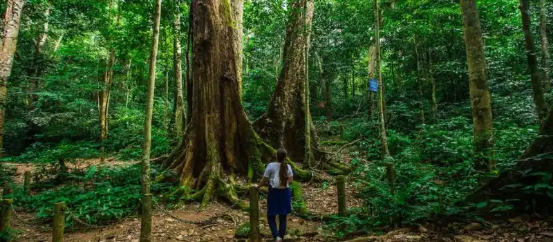 Parc national de Cuc Phuong