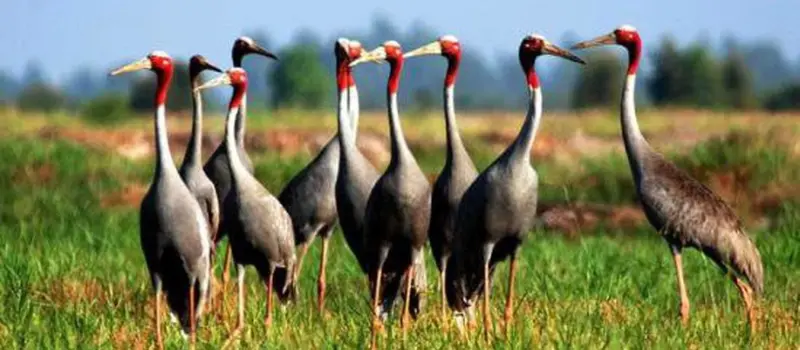 Parc national de Tram Chim