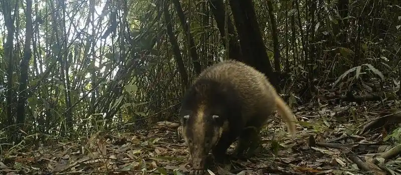 Parc national de Virachey
