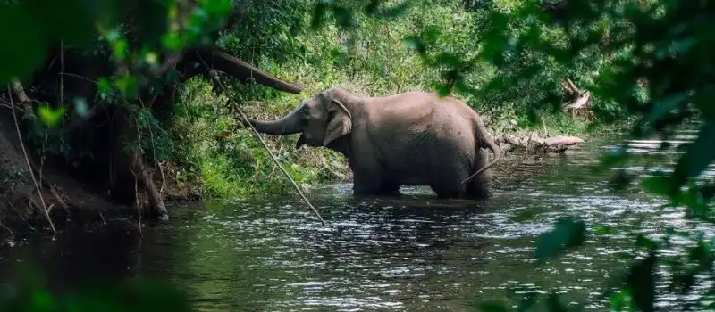 Parc national de Yok Don Buon Ma Thuot