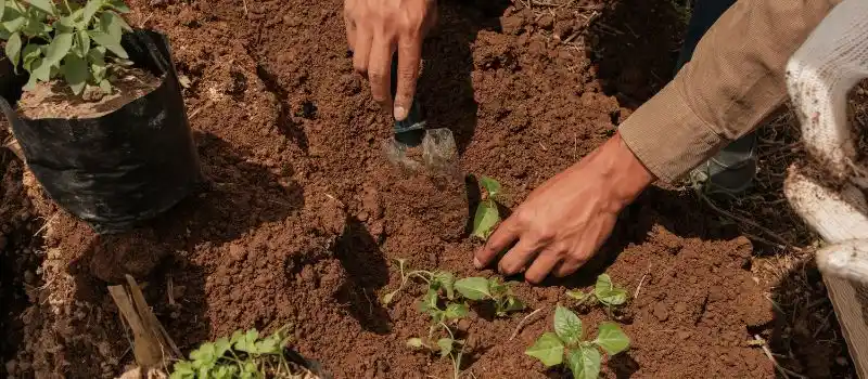 Programmes de volontariat populaires au Vietnam