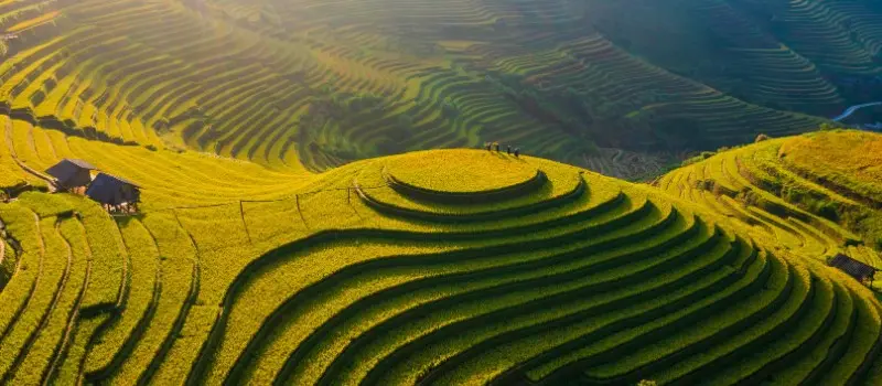 Rizi&egrave;res dor&eacute;es du Nord en octobre