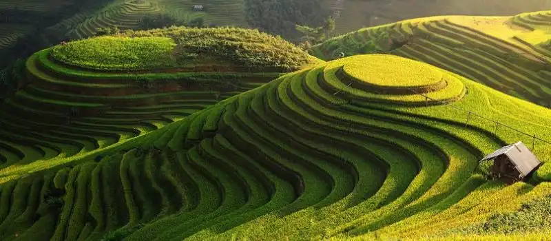 Rizi&egrave;res en terrasse Mu Cang Chai