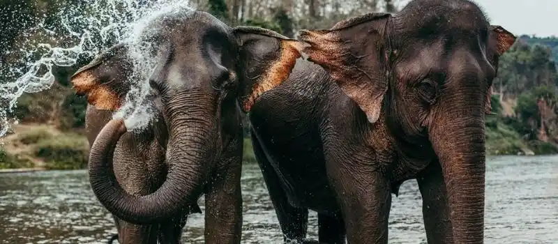 Sanctuaire des &eacute;l&eacute;phants de Mandalao