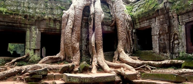 Temple Ta Prohm Cambodge