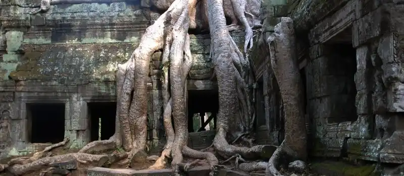 Temple Ta Prohm Cambodge