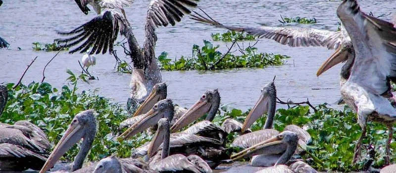 voyage au cambodge tonle sap