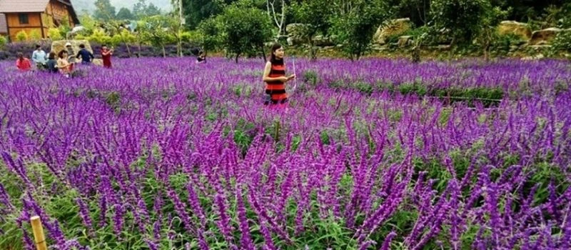 Fleurs color&eacute;es dans la vall&eacute;e des fleurs de Bac Ha