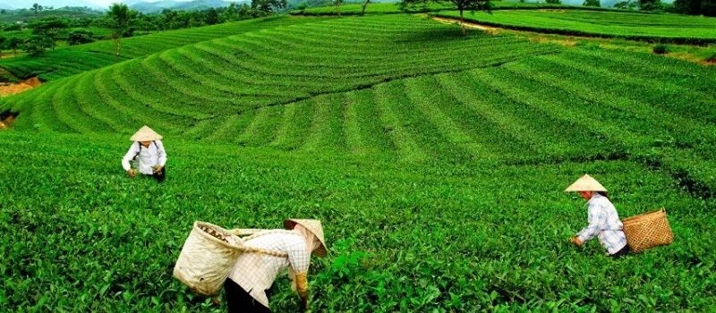 Festival du th&eacute; &agrave; Thai Nguyen