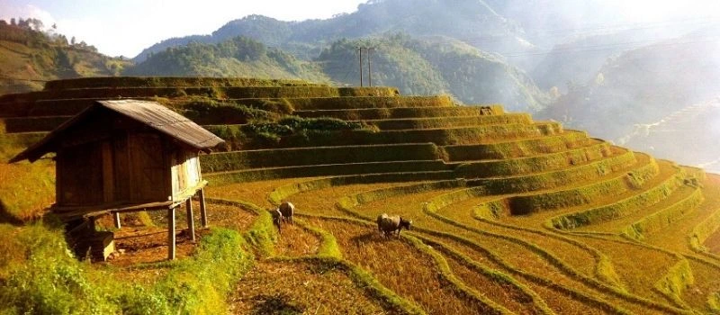 Rizi&egrave;res en terrasse de Mu Cang Chai