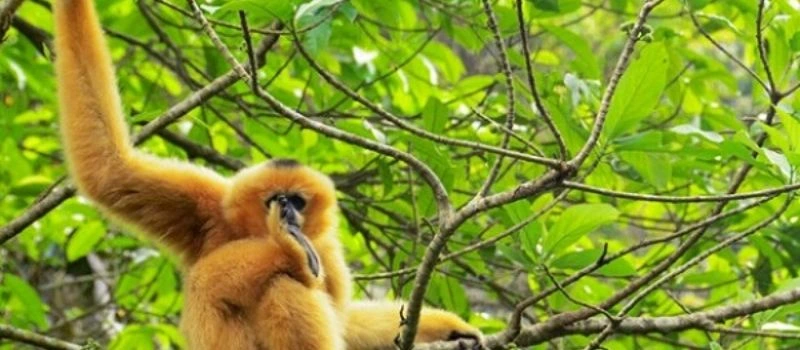 parc national cuc phuong ninh binh
