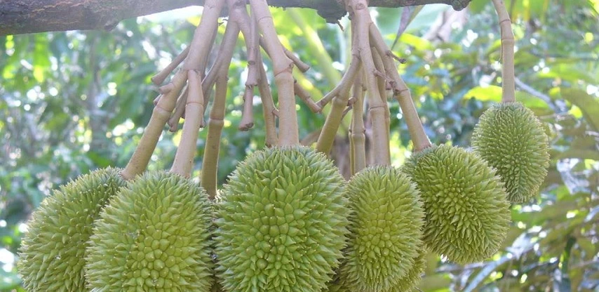 Village de bonsaï Cai Mon Village de bonsaï Cai Mon