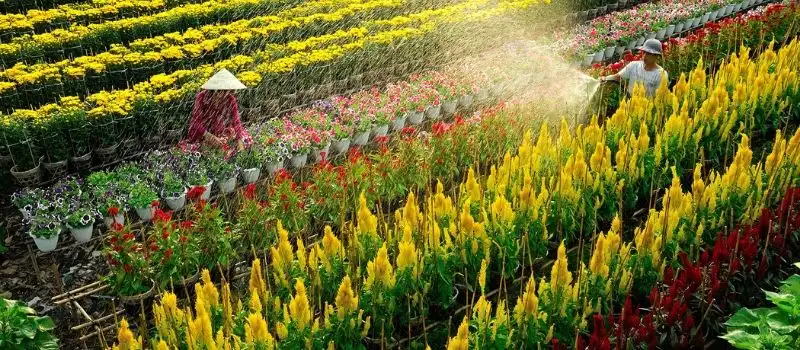 Village de fleurs de Sa Dec