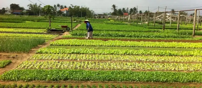 Village de l&eacute;gumes Tra Que