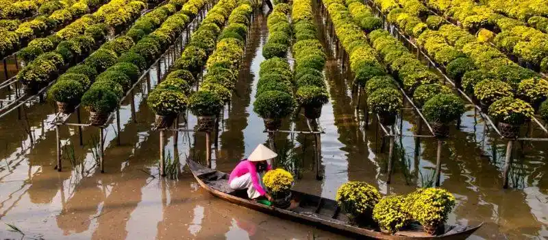 Voiture chauffeur Sadec Dong thap Delta du mekong Vietnam